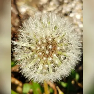 Some people see a weed I see abundance of well wishes.. Wonderment is a Godsend #walkinbeauty #costUnothing2Bkind