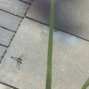 These dragonflies kept us from seeing a single mosquito.