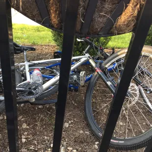 Bike parking. Rode our bikes with the pooch here