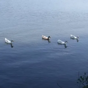 swans swimming in the lake