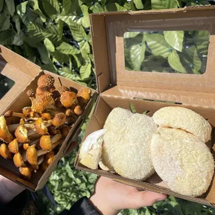 Lion's Mane fresh Mushrooms and Chestnut !  #Lion'sMane #FreshLion'sMane #LionsmaneMushrooms #ExoticMushrooms
