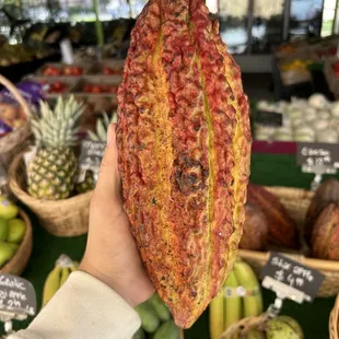 CACAO will be always available