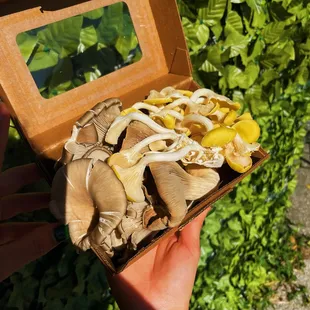Fresh Oyster Medley Mushrooms.