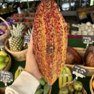 Cacao fruit !