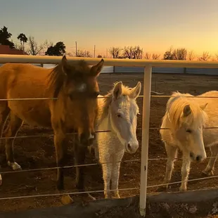 a group of horses in a fenced in area