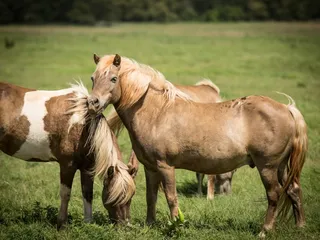 Chester's Party Barn & Farm
