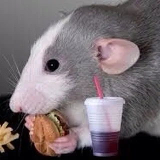 Rat P.