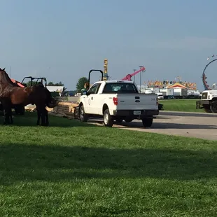 Horse show and fair