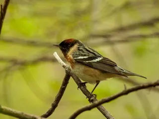 Morgan Conservation Park