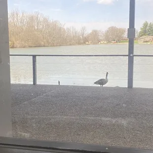 Geese by the lake, view from our table inside!