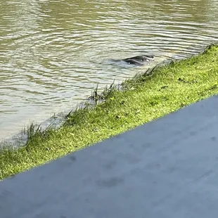 Fish almost sunning themselves on the edge upon the concrete retaining wall. Peaceful way to dine watching the fish &amp; turtles swim.