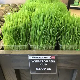 The wheatgrass is always greener...