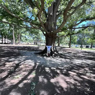The largest oak tree I ever seen in this park!