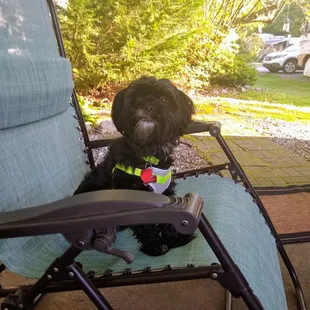 Mr Ralf enjoying his vacation at Lakewood RV Resort.