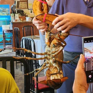 Lobster