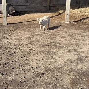 The cutest baby pig!