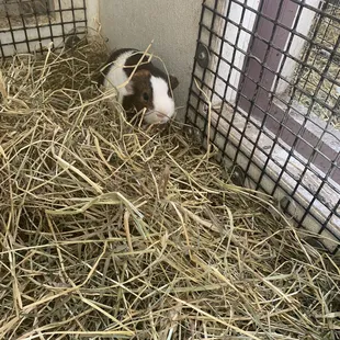A guinea pig in the Discovery Center