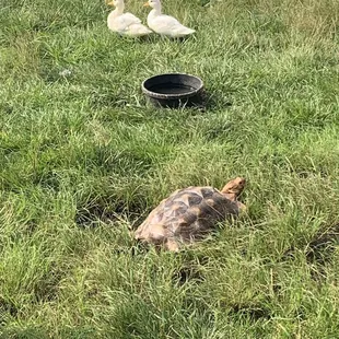 Tortoise and tiny ducks!