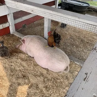 Interspecies interaction!