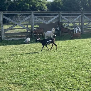 Goats getting ready for Yoga on the Farm!