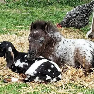 Cuddle time at the Farmyard