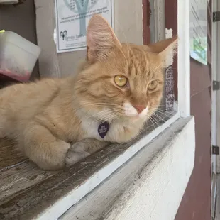 The friendliest cat ever!!