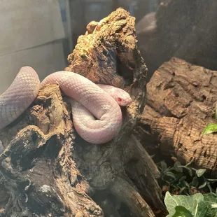 a white snake on a log