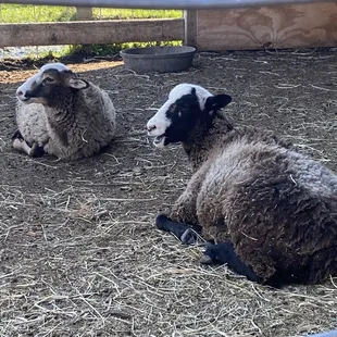 two black and white sheep laying on hay