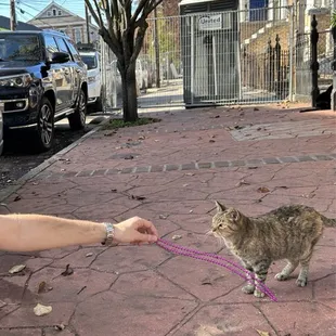Stray cat!