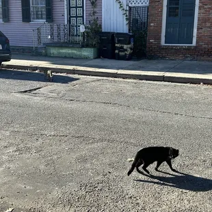 Stray cat!