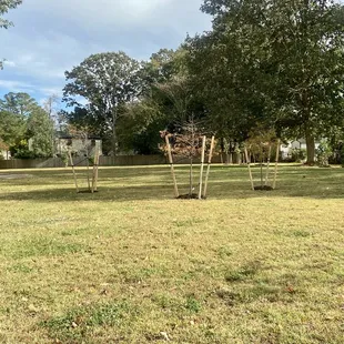 New and established trees