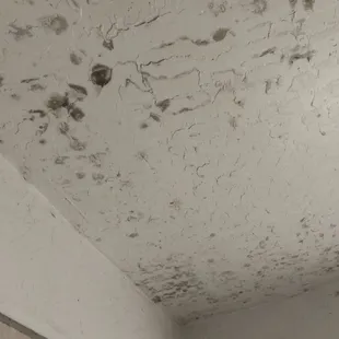 Mold in apartment 24 THESE APARTMENTS ARE MOLD AND ROACH INFESTED