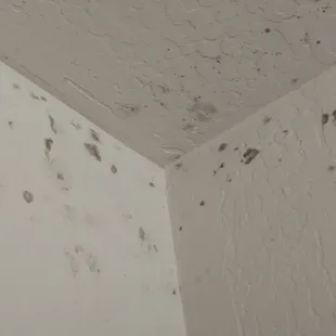 Mold in apartment 24