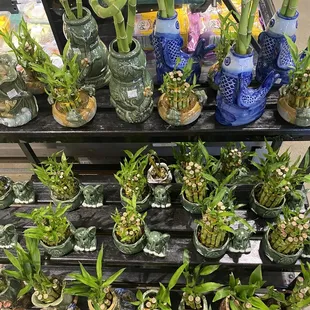 a variety of plants