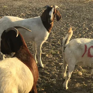  number of goats
