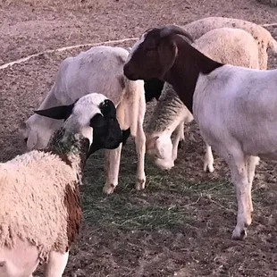  herd of sheep and goats