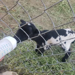  hand feeding a calf through a fence