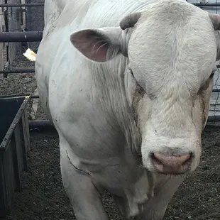  white cow