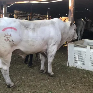  white cow with red markings