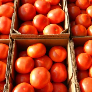 boxes of tomatoes