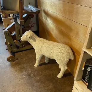 a white sheep standing in front of a wooden wall