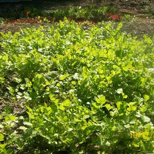 Bed of Cilantro
