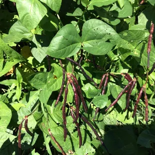 We have seeds for you too! Grow your own Purple Hull Peas