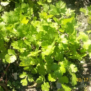 Cilantro