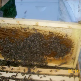 Our busy bees make very good honey!