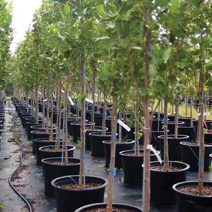 Thousands of trees in pots and the largest selection of above ground balled and burlaped trees in town.