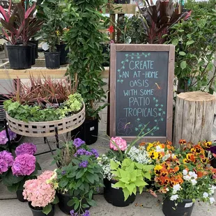 House plants, annuals and seasonal gifts!