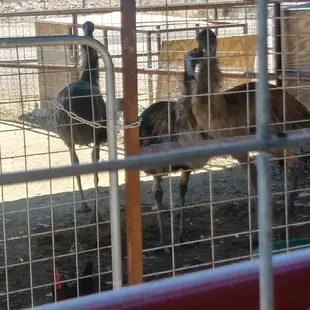 Cousin ostriches lol