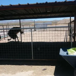 Ostriches and their not so lil eggs!