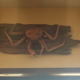 Yummy crab!